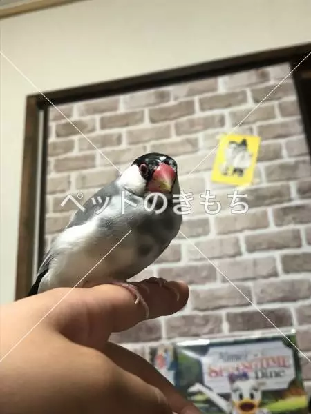 迷子鳥の画像