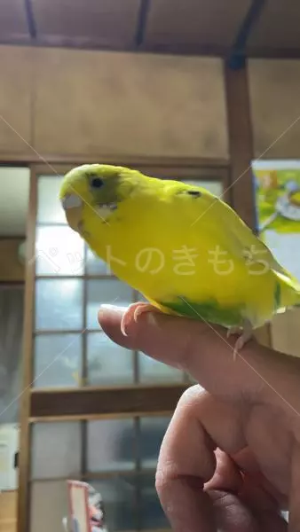 迷子鳥の画像