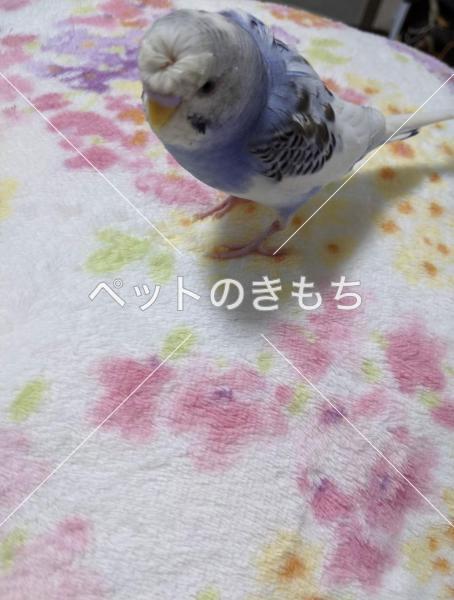 迷子鳥の画像