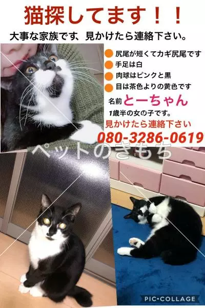迷子猫の画像