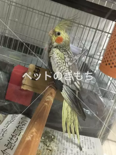 迷子鳥の画像