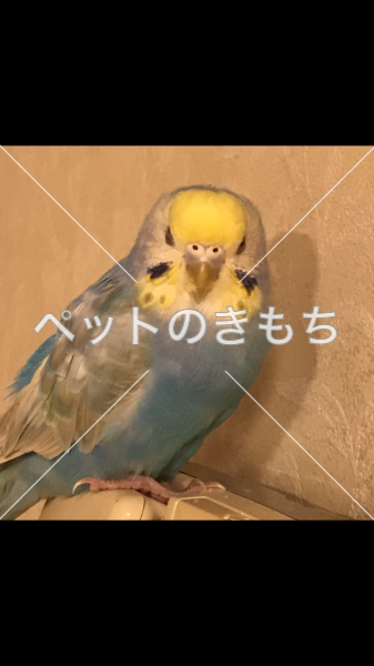 迷子鳥の画像