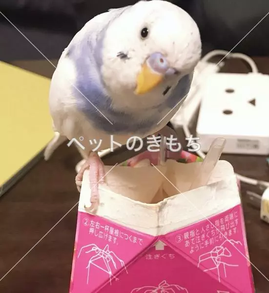 迷子鳥の画像