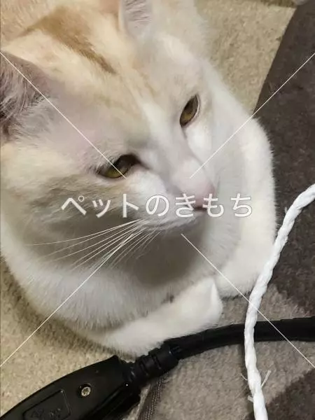 迷子猫の画像