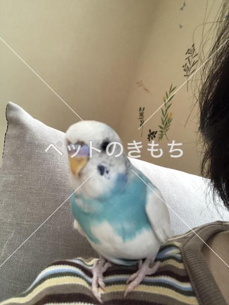 迷子鳥の画像