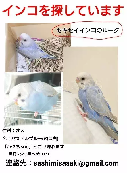 迷子鳥の画像