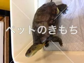 迷子ペットの画像