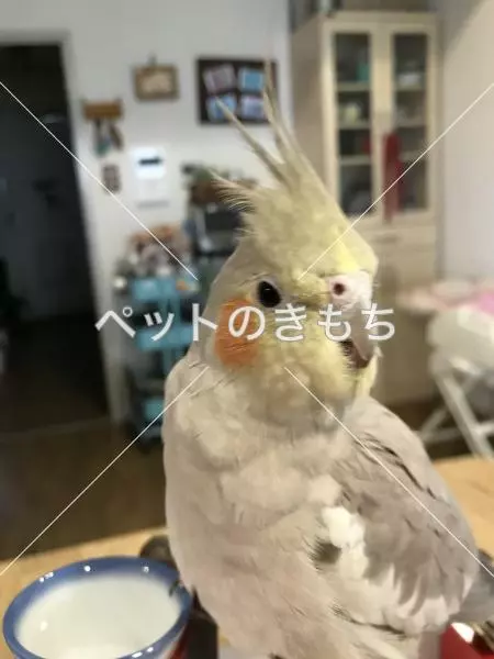 コメント投稿の画像