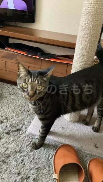 迷子猫の画像