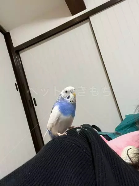 迷子鳥の画像