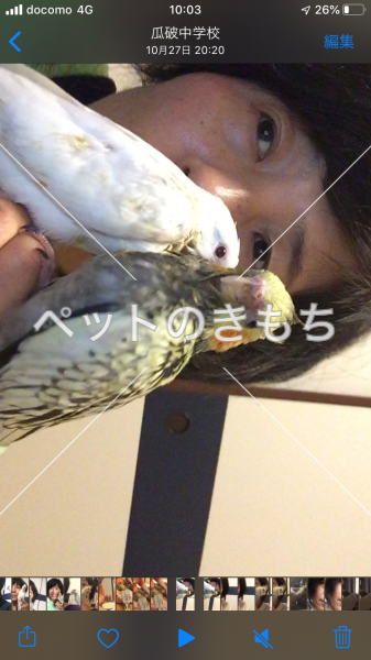 迷い鳥の写真