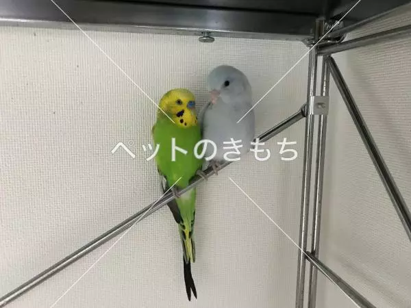 迷子鳥の画像