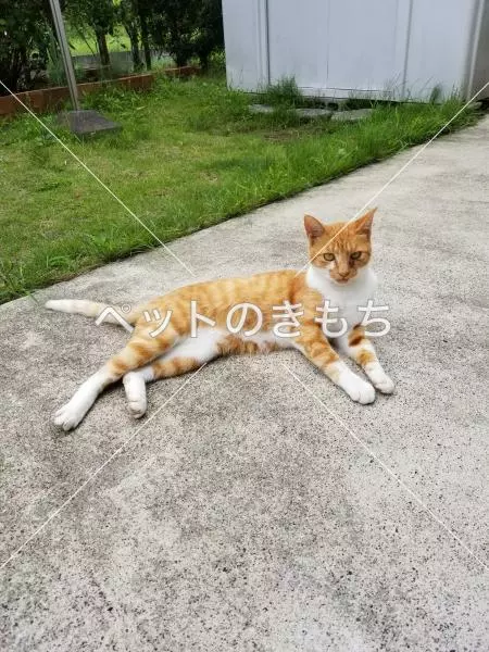 迷子猫の画像
