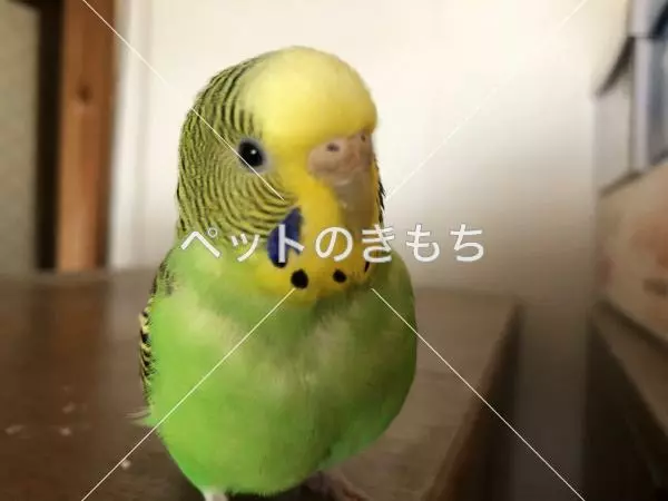 迷子鳥の画像
