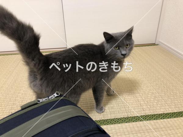 保護猫の画像