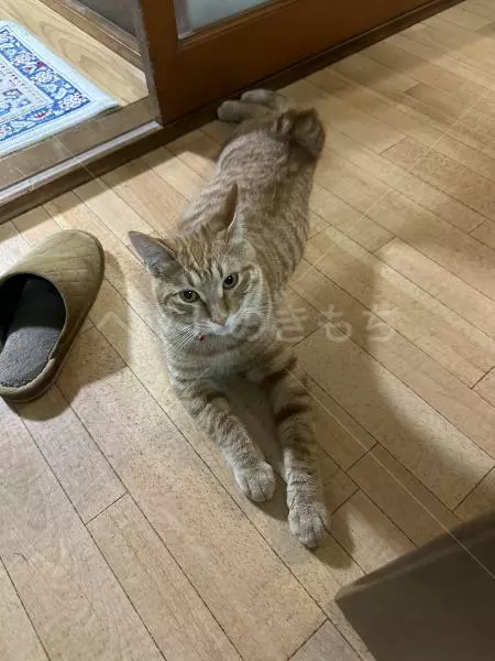 迷子猫の画像