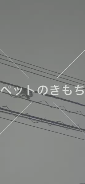 コメント投稿の画像