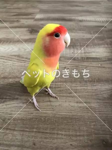 迷子鳥の画像
