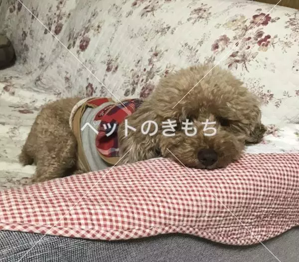 迷子犬の画像