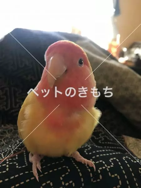 迷子鳥の画像