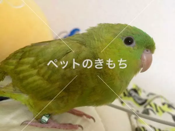 迷子鳥の画像