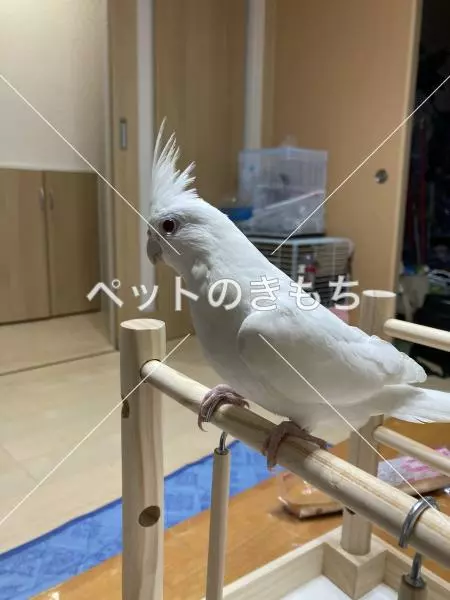 迷子鳥の画像