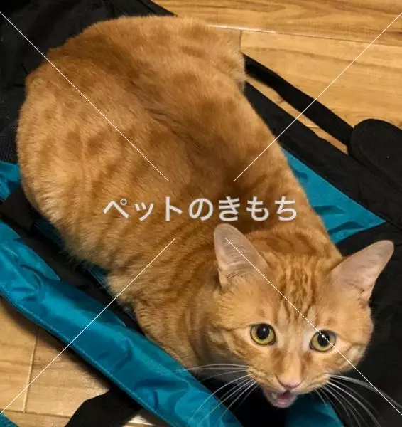迷子猫の画像