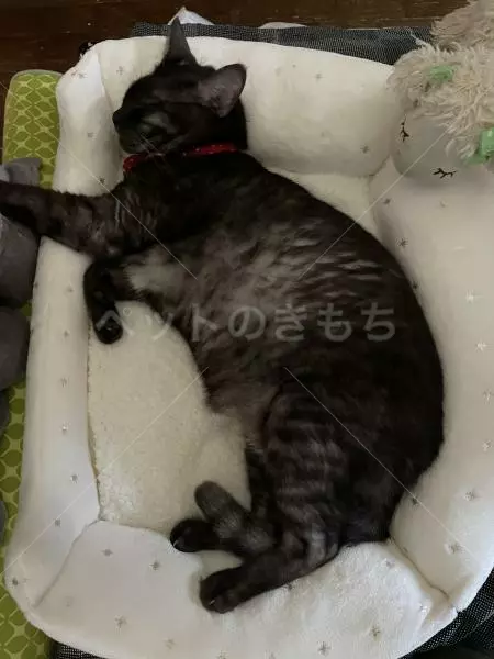 迷子猫の画像