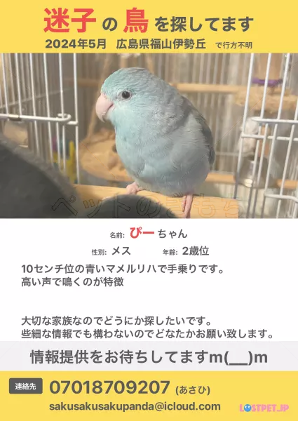 迷子鳥の画像