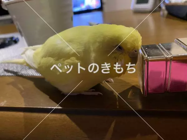 迷子鳥の画像