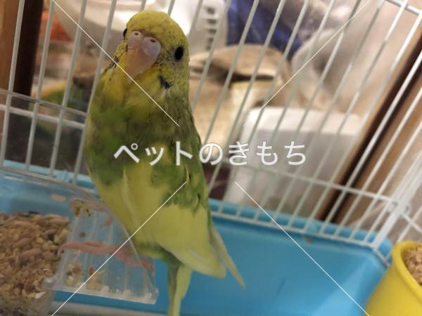 迷子鳥の画像