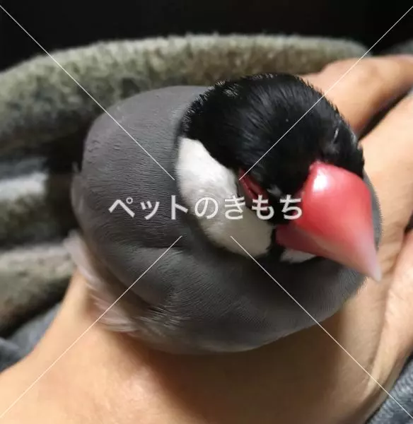 迷子鳥の画像