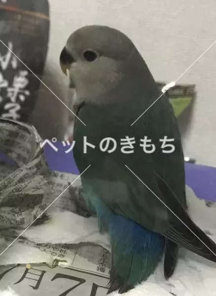 迷子鳥の画像