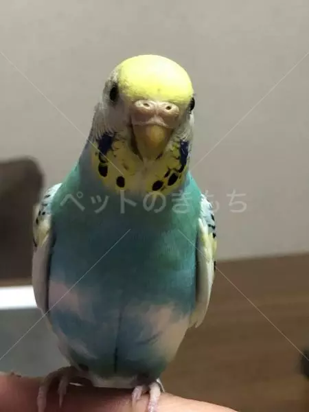 迷子鳥の画像