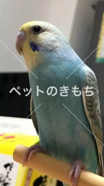 迷子鳥の画像