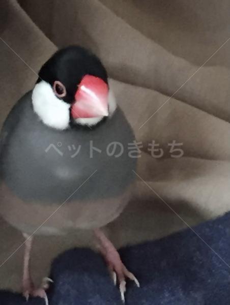 迷子鳥の画像