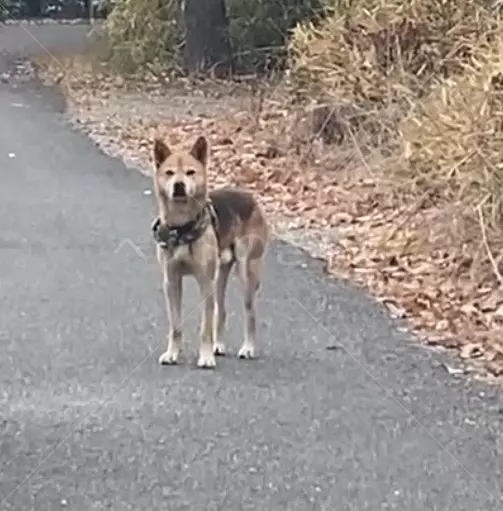 迷子犬の画像