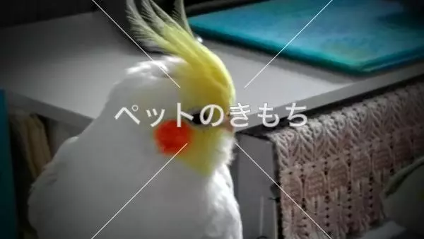 コメント投稿の画像