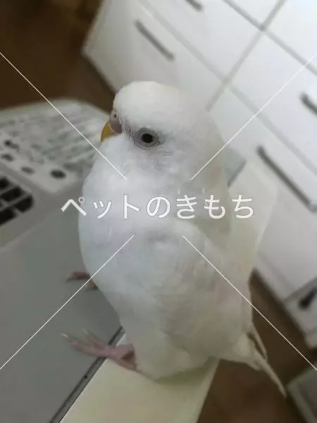 迷子鳥の画像