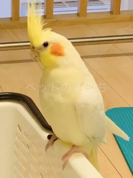 迷子鳥の画像