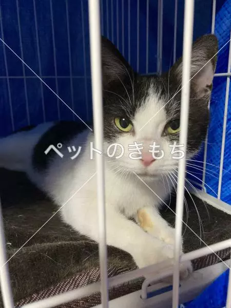 保護猫の画像