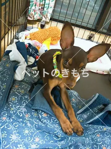迷子犬の画像