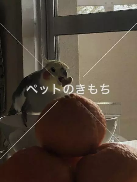 迷子鳥の画像