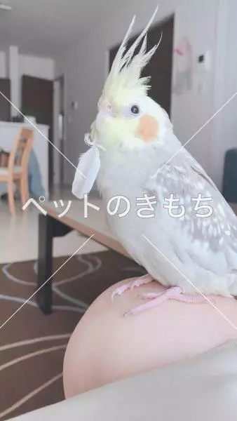 迷子鳥の画像