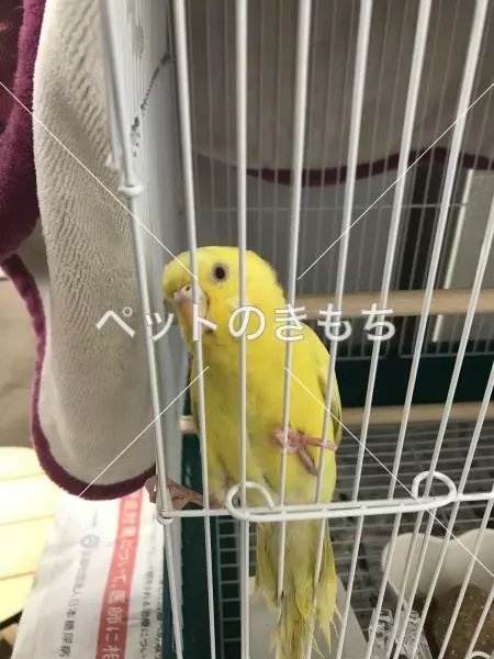 コメント投稿の画像