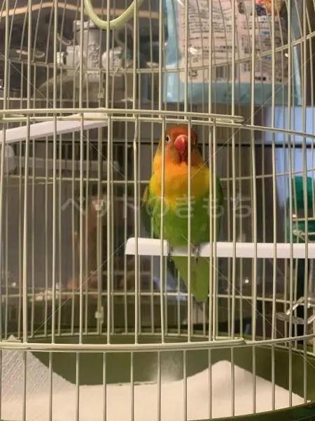 コメントの画像