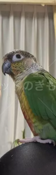 迷子鳥の画像