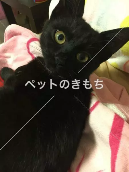 迷子猫の画像