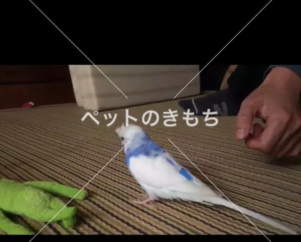 迷子鳥の画像