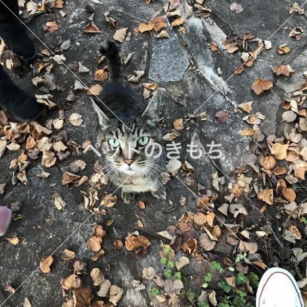 保護猫の写真